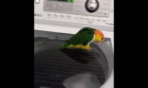 देखिये ये क्यूट सा वीडियो