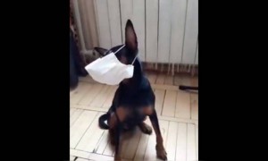 कुत्ते को भी मास्क की ज़रूरत है