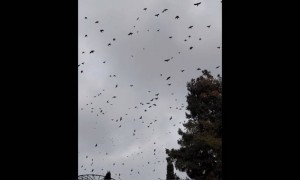 खुले आसमान में पंछी