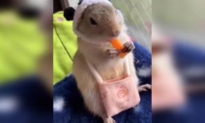 कितना क्यूट सा चूहा है ये