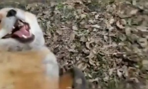 आपने कभी फॉक्स को ऐसे खेलते हुए देखा है