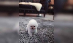 क्या आपने कभी इतना छोटा और क्यूट पपी देखा है?