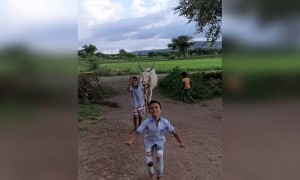 बच्चों का क्यूट वीडियो बैल के साथ खेलते हुए