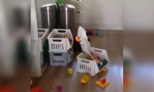 इस सफ़ेद तोते का वीडियो तो देखिये