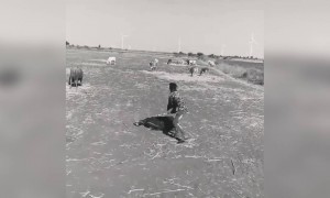 ये होता है गौ माता का प्यार