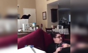 बिल्ली को कोई छलांग लगाना सिखाओ भाई