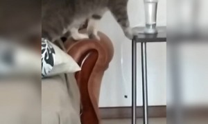 बिल्ली को ग्लास से कभी पानी पीते देखा है आपने?