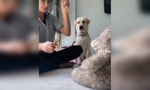 कुत्ता समझ गया के खाने में ही भलाई है