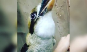 ये किस तरह का पंछी है