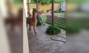 आपने कभी ऐसा पालतू अलपाका देखा है