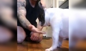 कुत्ता भी हैरान रह गया था