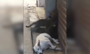 बिल्लियों की लड़ाई में बेचारा कुत्ता डर गया