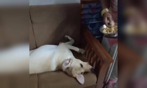 अपने बच्चे की तरह खाना खिला रही है यह तो