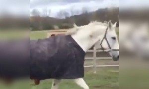 ये घोडा तो इंसान का असली चेहरा देख डर गया