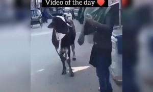 ये वीडियो आपका दिल जीत लेगा