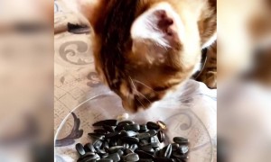 प्यारी सी बिल्ली तरबूज़ के दाने खा रही है