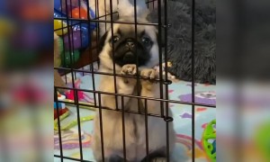 क्यूट सा पपी का वीडियो देखिये