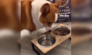 सूखा खाना इस कुत्ते को पसंद नहीं