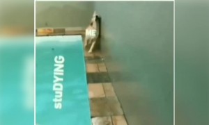 पढाई करने से बचने का एक मौका नहीं छोड़ते है बच्चे