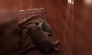 इसे जूते से साथ खेलना बहुत पसंद है