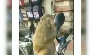 इसका चेहरा जाना पहचाना लग रहा