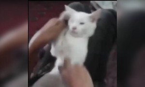 मैया यशोधा ये तेरा कन्हैया