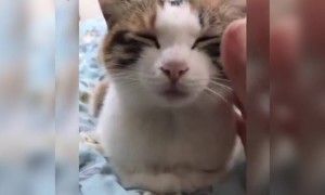 ये बिल्ली तो नींद में सो गयी पूरी तरह