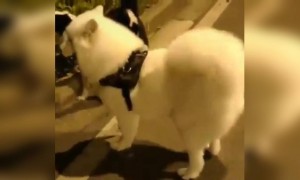 इतना बहादुर कुत्ता आपने पहले कभी नहीं देखा होगा