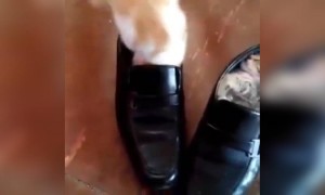 बिल्लियों को जूते से खेलना खूब पसंद है