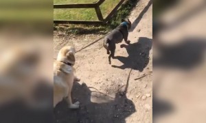 कुत्ता ही कुत्ते को घुमाने निकला है