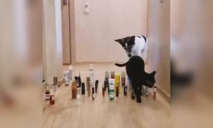 ये अंतर होता है बिल्ली और कुत्ते में