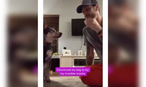 कुत्ते को उल्लू बना दिया लड़के ने