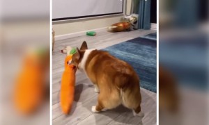 वो खेल रहा या लड़ रहा खिलौने से समझ नहीं रहा LOL