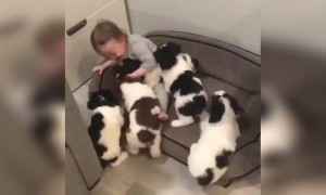 क्यूट सा वीडियो बच्चे का पपी के साथ खेलते हुए