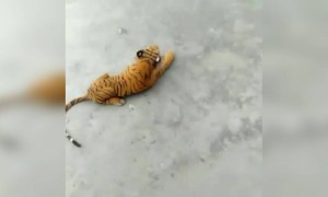 कुत्ता शेर के डॉल से डर गया