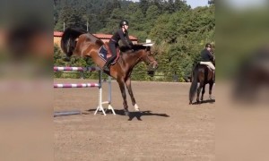 घोड़े ने लगाई इतनी लम्बी छलांग