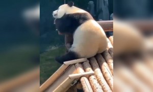 इस पांडा के जैसे हम सब अभी बोर हो रहे है