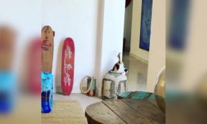 बिल्लियों को ऐसे खेलना बहुत पसंद है