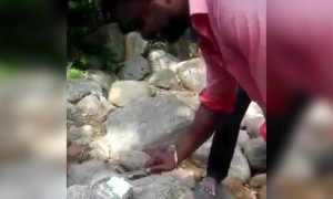 बन्दर ही केक लेके भाग गया