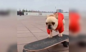 इससे ज़ादा कूल कुत्ता आपने पहले नहीं देखा होगा