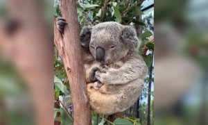 देखे इस सुस्ताते हुए कोआला का क्यूट वीडियो