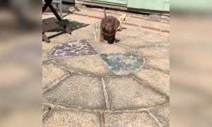 देखिये यह क्यूट वीडियो इस डॉग का