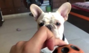 डॉगी से इतने प्यार से बात कर रही जैसे वो सब समझ रहा