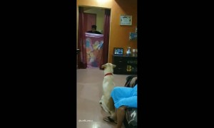 ये कुत्ता ढूंढ़ने भाग पड़ा लड़के को