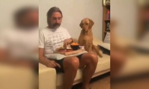 कुत्तों की ये हरकत बहुत ही प्यारी होती है