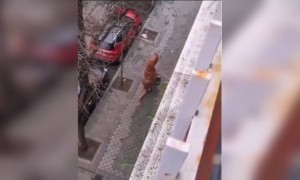 ये डायनासोर की पोशाक पहन कर कचरा फेंकने निकला