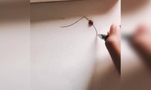 देखिये के अध्भुत वीडियो