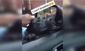 कुत्ते को ये लोग बहुत पसंद आ गए लगता