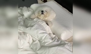 बड़ा ही सुस्त पपी है