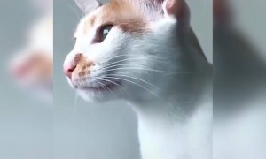 ये बिल्ली तो बड़ी धांसू निकली